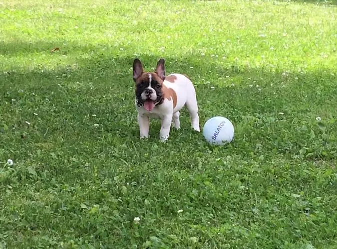 Marton Balatonszárszó